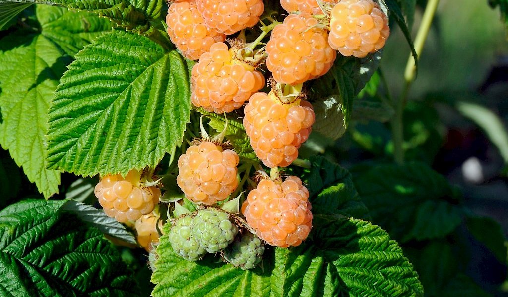 Gelbe Herbsthimbeere