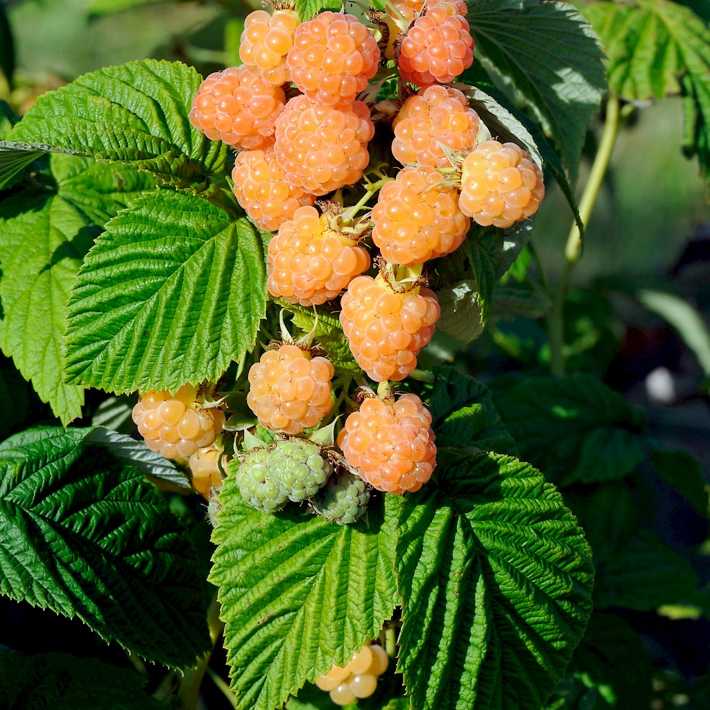 Gelbe Herbsthimbeere