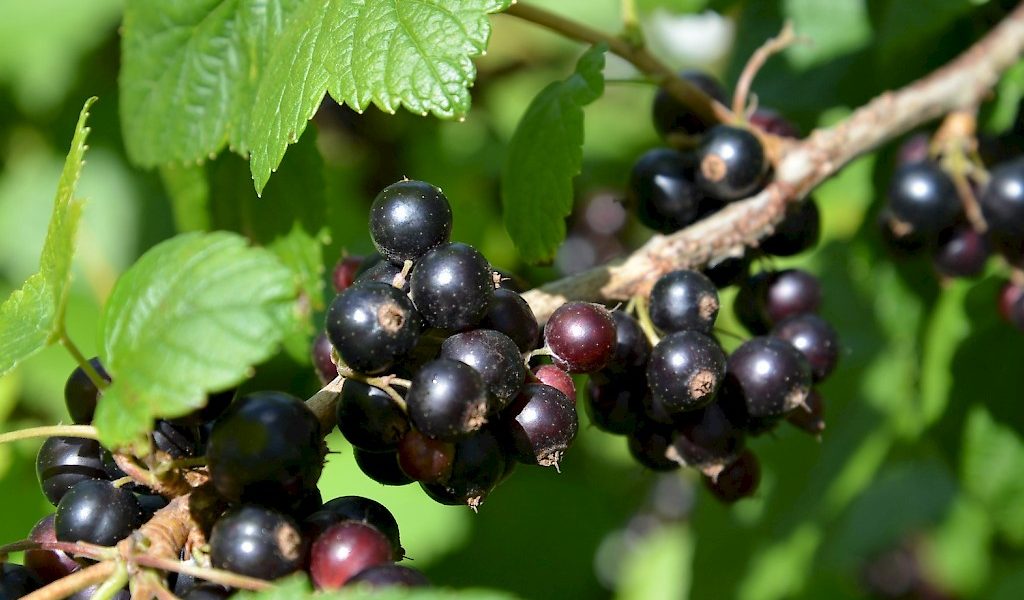 Schwarze Johannisbeere