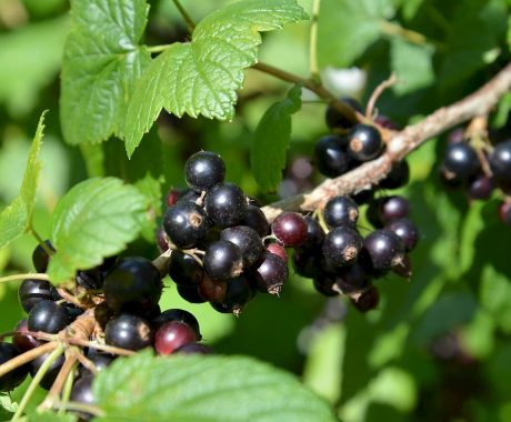 Schwarze Johannisbeere