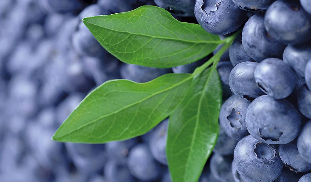 Vacc. corymbosum ‚Patriot‘