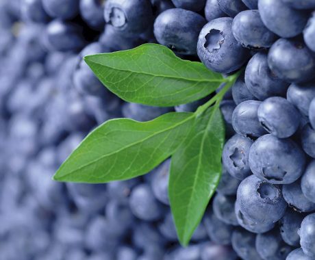 Vacc. corymbosum ‘Patriot’