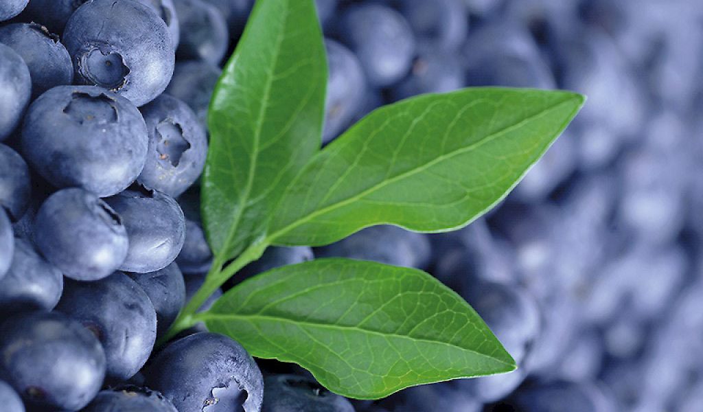 Vacc. corymbosum ‘Duke’