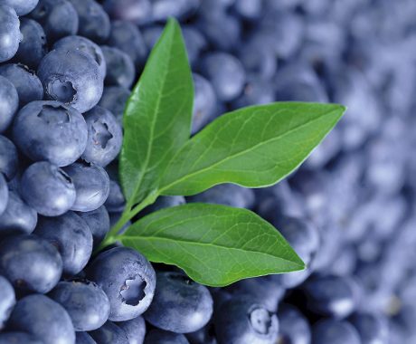 Vacc. corymbosum ‘Duke’