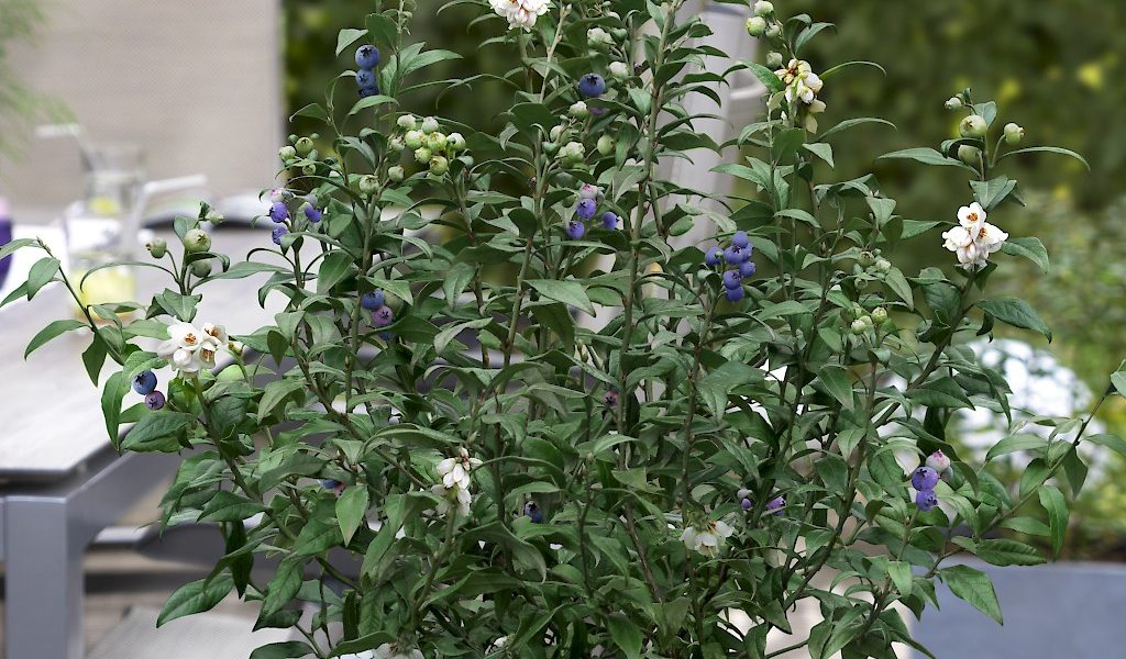 For Terrace and Balcony