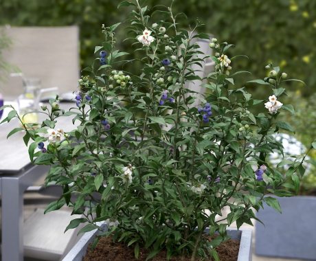 For Terrace and Balcony