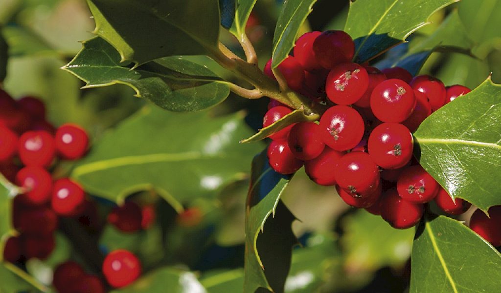 Ilex meserveae ‚Heckenfee‘