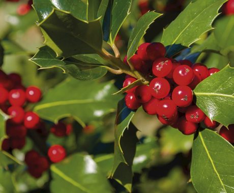 Ilex meserveae ‚Heckenfee‘