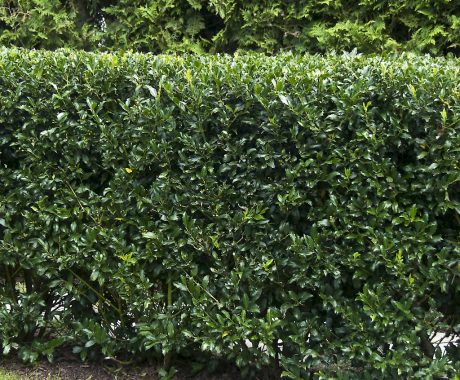 Ilex meserveae ‚Heckenstar‘