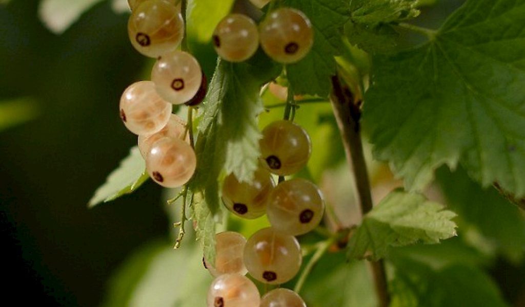White Currant
