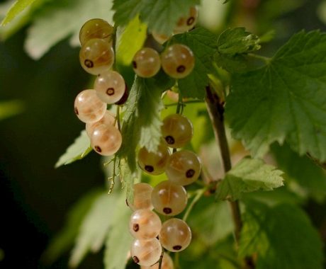 Weiße Johannisbeere