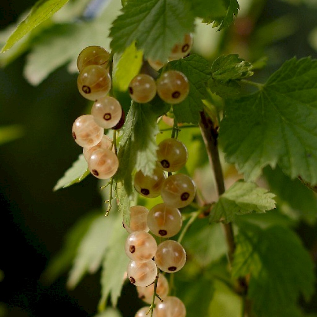 Weiße Johannisbeere