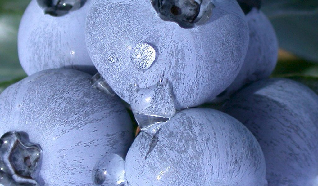 Vacc. corymbosum ‘Chandler’