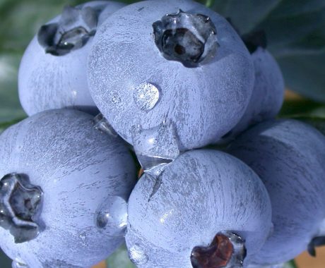 Vacc. corymbosum ‘Chandler’