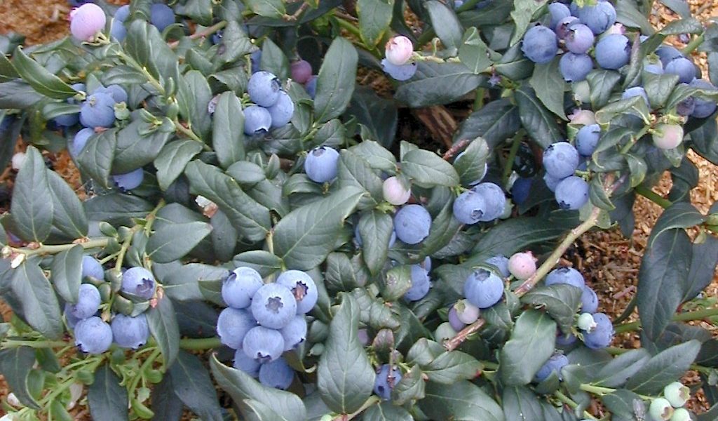 Berry Bliss – Twice a Year