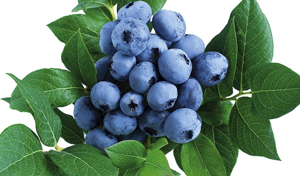 Vacc. corymbosum ‘Brigitta’