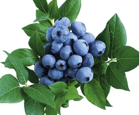 Vacc. corymbosum ‘Brigitta’