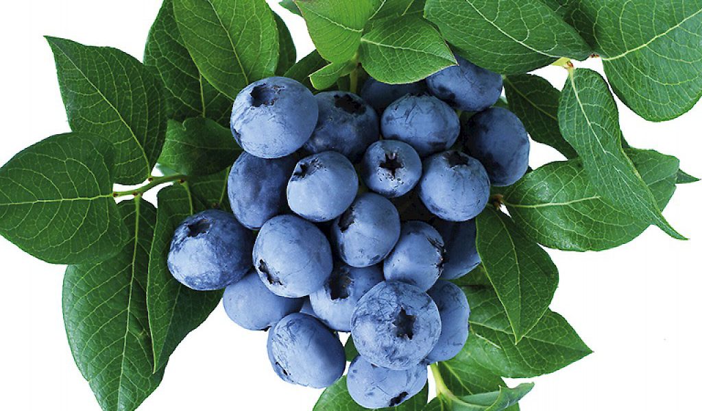 Vacc. corymbosum ‘Ama’