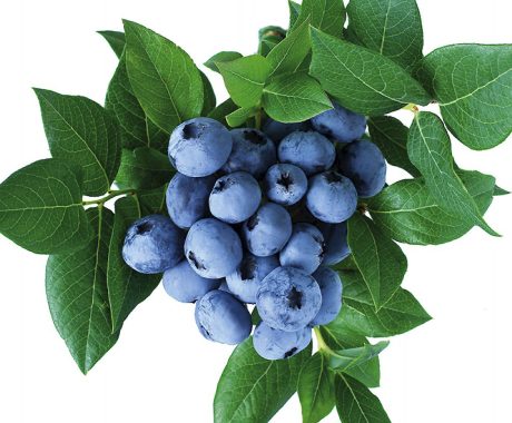 Vacc. corymbosum ‘Ama’