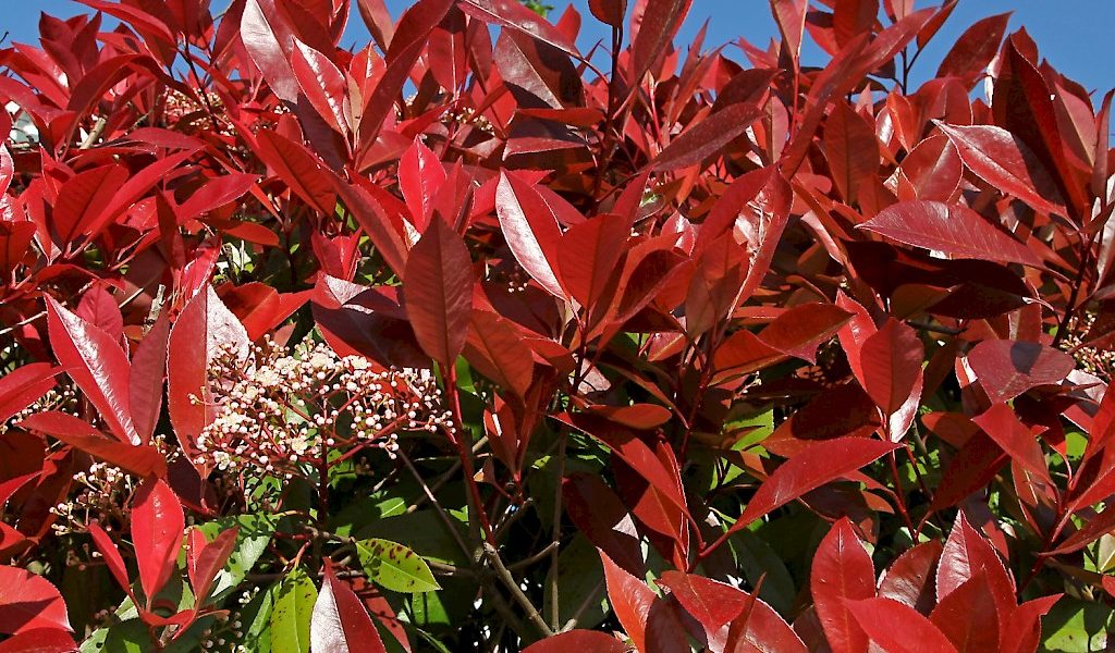 Photinia fraserii ‚Compacta‘