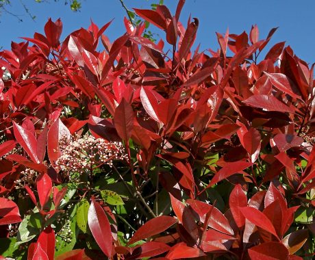 Photinia fraserii ‚Compacta‘