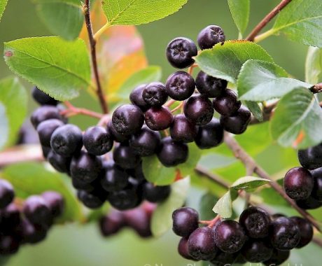 Aronia melan. Viking – Apfelbeere