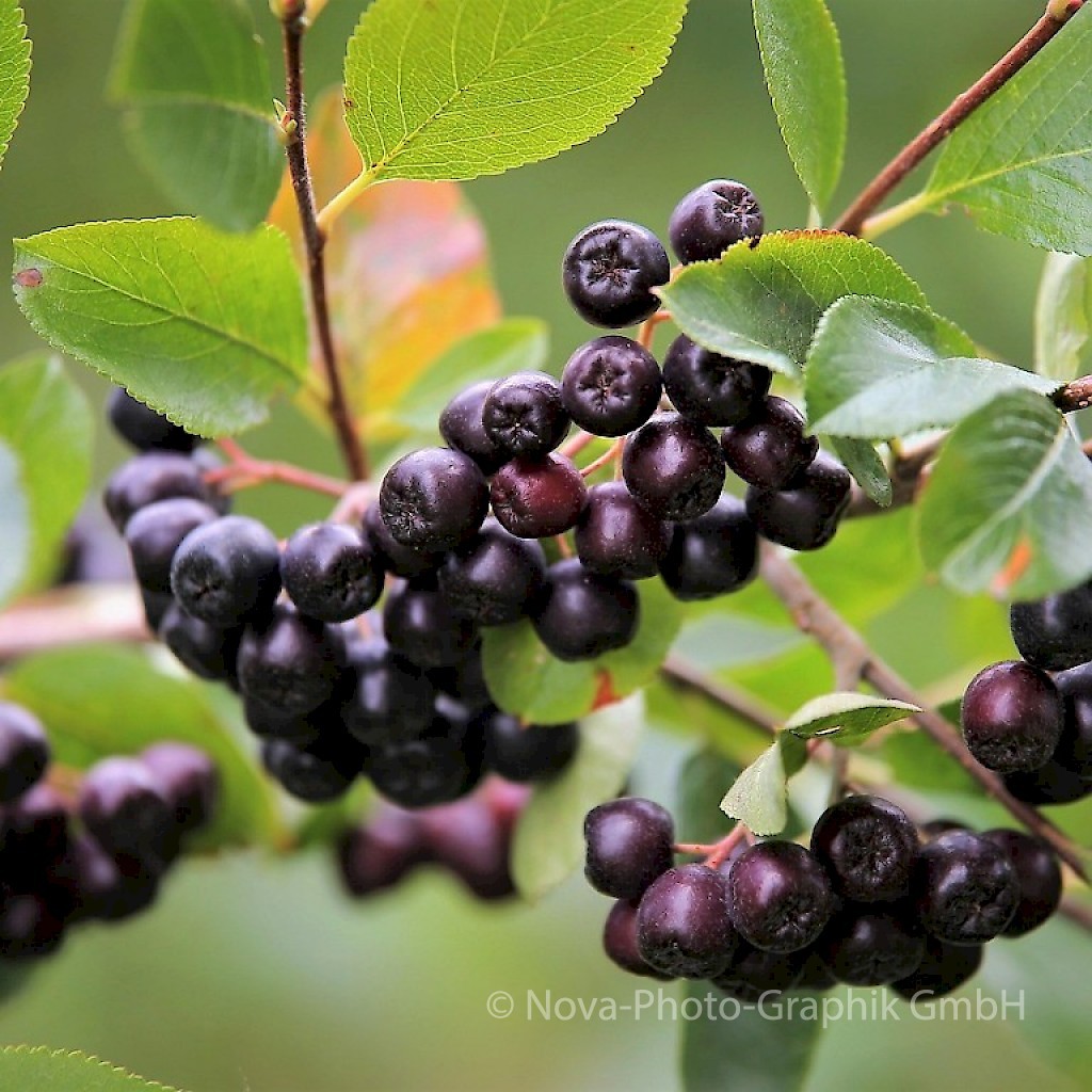 Aronia melan. Viking - Apfelbeere