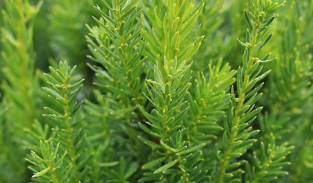 Taxus media ‚Hillii‘