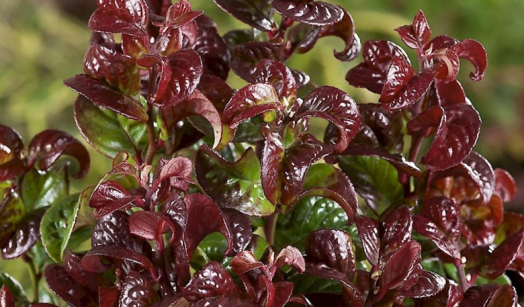 Leucothoe axillaris ‚Curly Red®‘