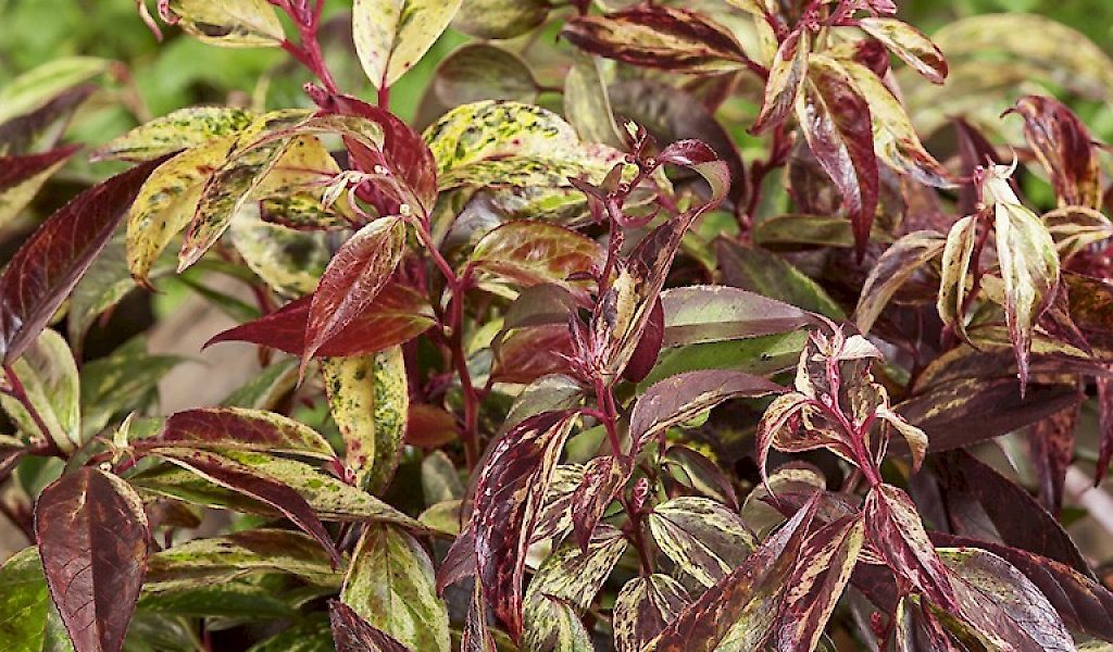 Leucothoe walteri ‚Rainbow‘