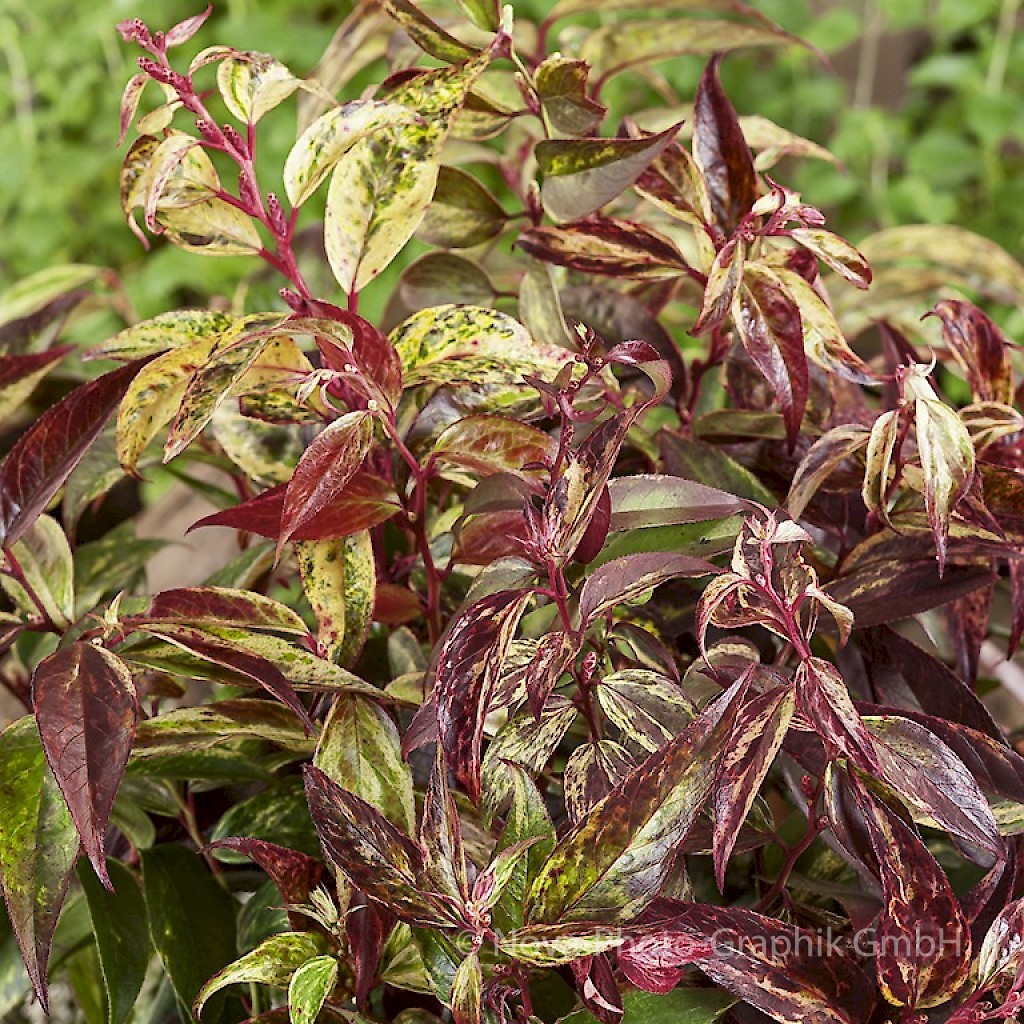 Leucothoe walteri 'Rainbow'