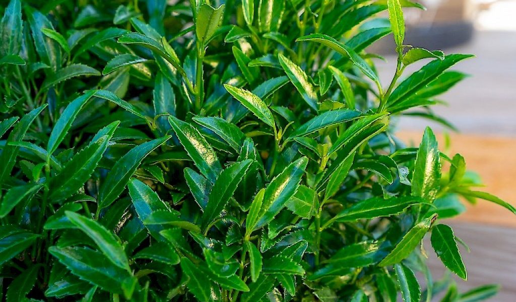 Prunus laurocerasus ‚Sofia‘