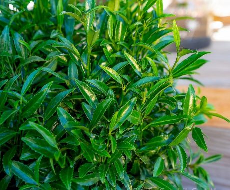 Prunus laurocerasus ‚Sofia‘