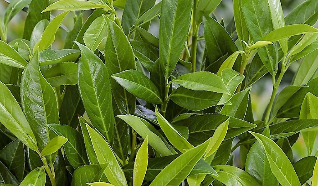 Prunus laurocerasus ‘Caucasica’