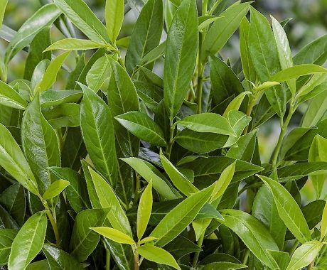 Prunus laurocerasus ‚Caucasica‘