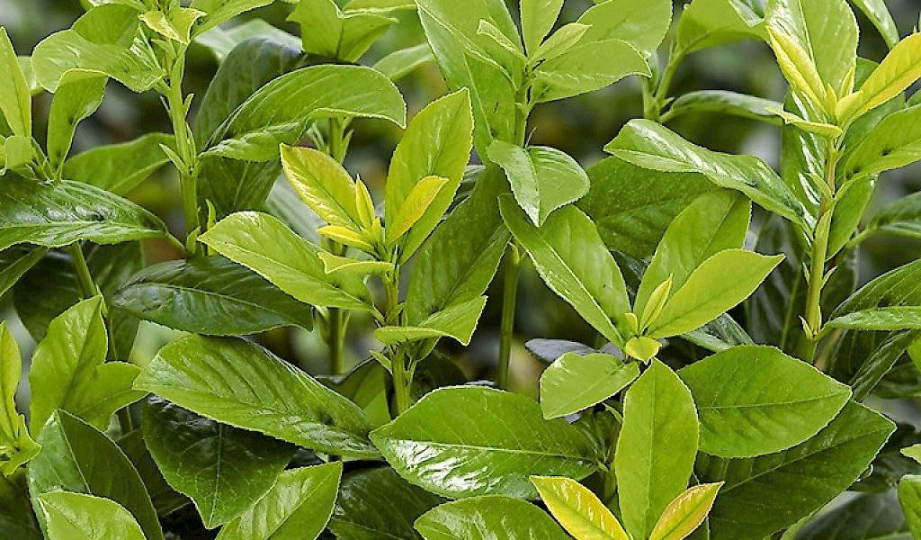 Prunus laurocerasus ‘Novita’