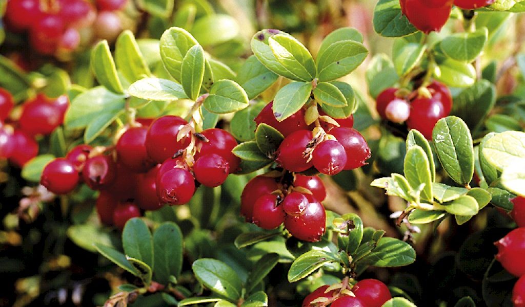 Vaccinium vitis-idaea
