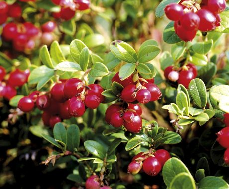 Vaccinium vitis-idaea