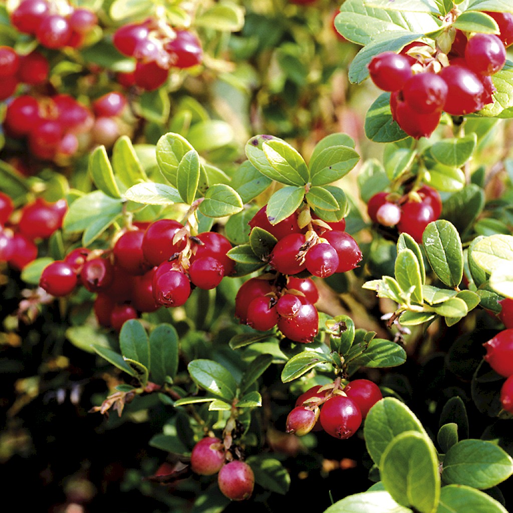 Vaccinium vitis-idaea