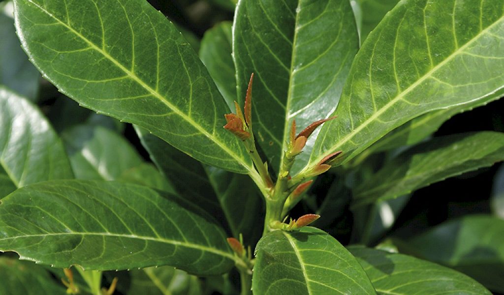 Prunus laurocerasus ‚Etna®‘