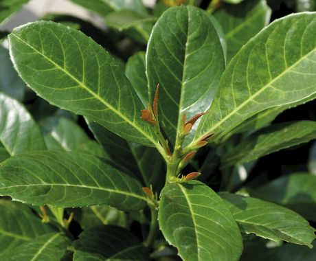 Prunus laurocerasus ‚Etna®‘