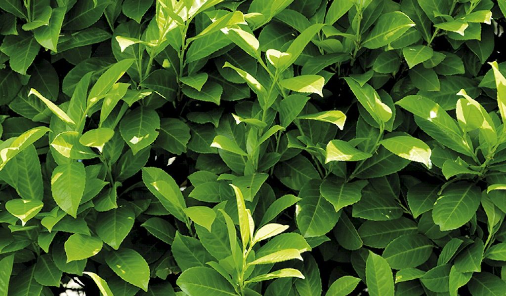 Prunus laurocerasus ‚GenoliaⓈ‘