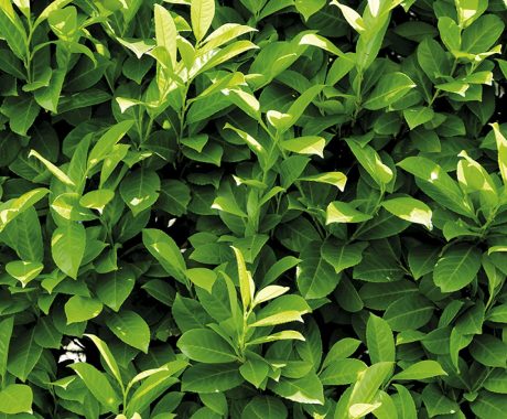 Prunus laurocerasus ‚GenoliaⓈ‘