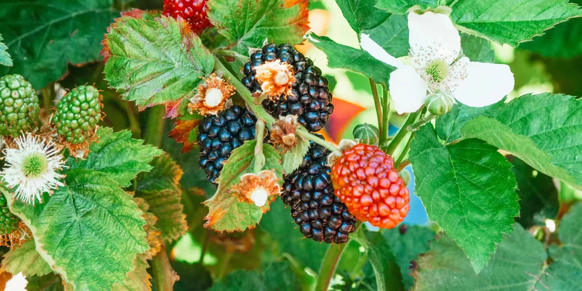 Lerne mehr über sommerliche rote Himbeeren