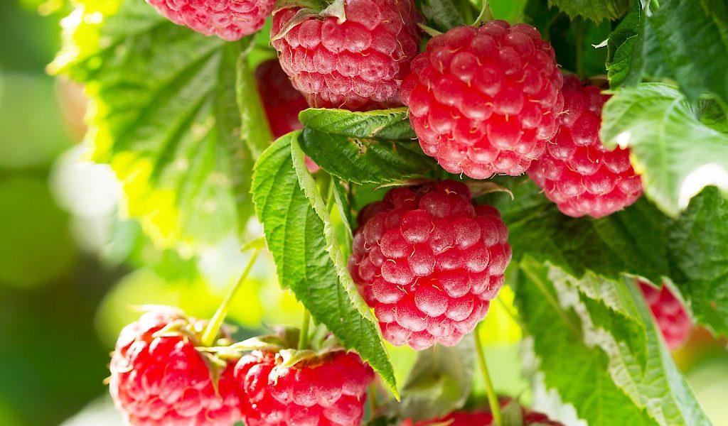 2x tragende Himbeere