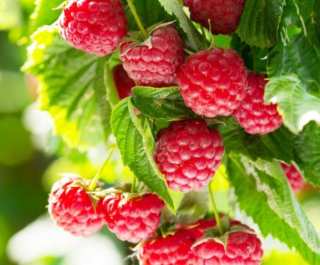 2x tragende Himbeere