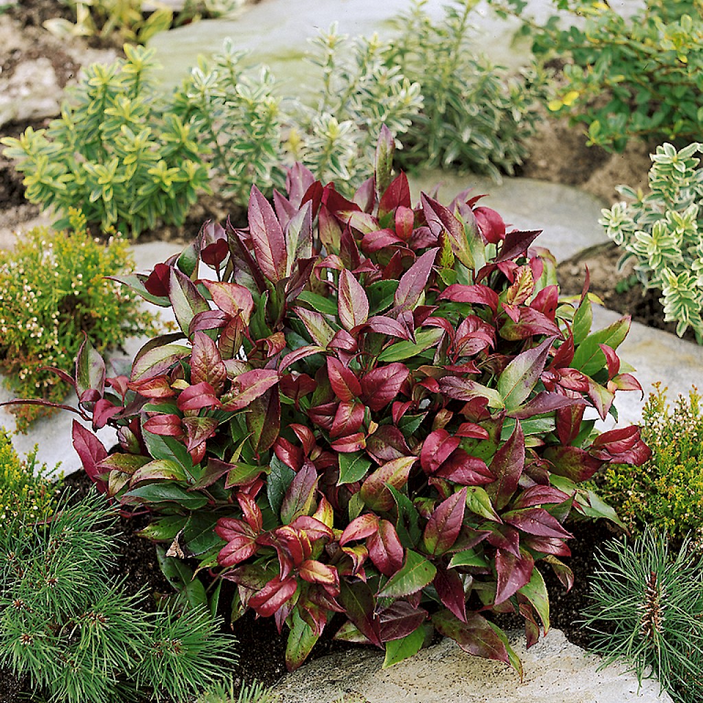 Leucothoe walteri 'Scarletta®'