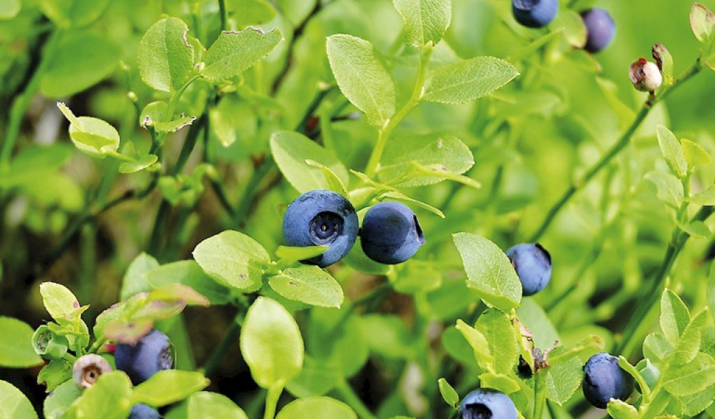 Vaccinium myrtillus